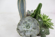 Load image into Gallery viewer, Succulent Dish Garden
