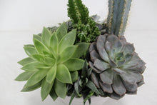 Load image into Gallery viewer, Succulent Dish Garden