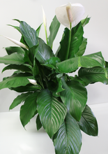 Cargar imagen en el visor de la galería, Norma's Peace Lily Plant