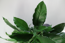 Cargar imagen en el visor de la galería, Norma's Peace Lily Plant