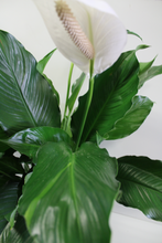 Cargar imagen en el visor de la galería, Norma's Peace Lily Plant