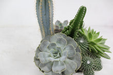 Load image into Gallery viewer, Succulent Dish Garden
