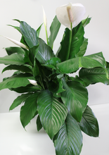 Load image into Gallery viewer, Norma&#39;s Peace Lily Plant
