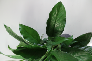Norma's Peace Lily Plant