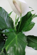 Cargar imagen en el visor de la galería, Norma&#39;s Peace Lily Plant
