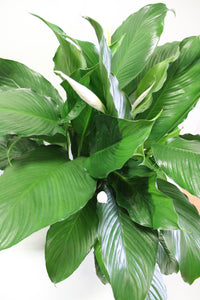 Norma's Peace Lily Plant